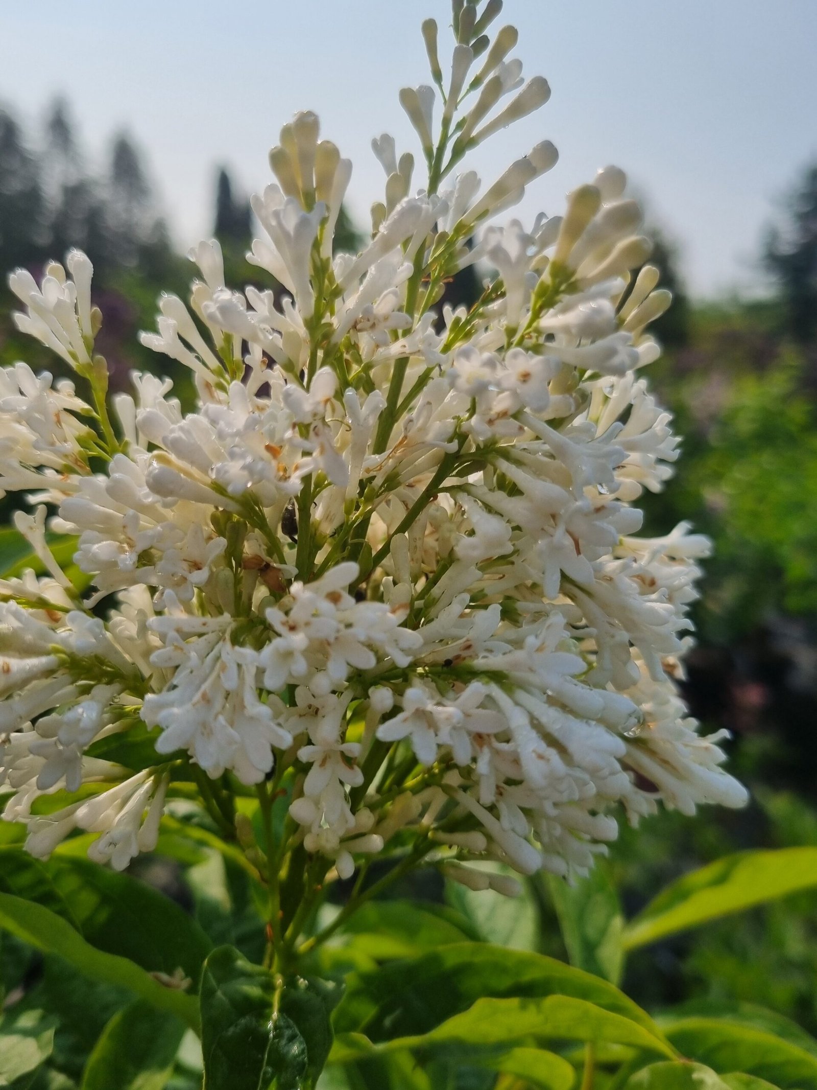 Syringa x josiflexa ‘Agnes Smith‘ (Alyvos lansčiosios)