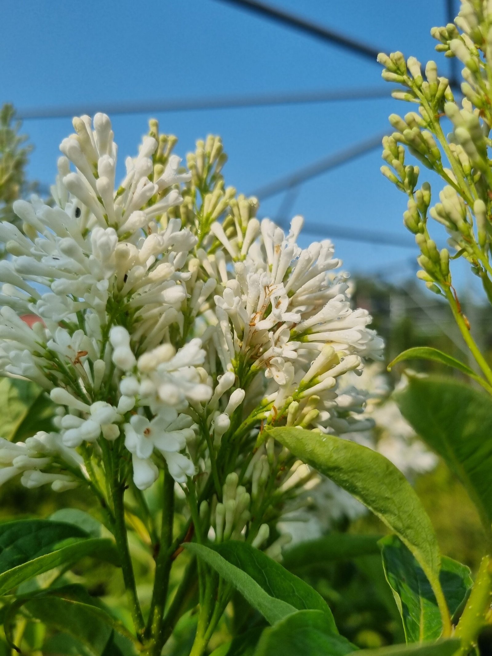 Syringa x josiflexa ‘Agnes Smith‘ (Alyvos lansčiosios)