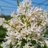 Syringa x josiflexa ‘Agnes Smith‘ (Alyvos lansčiosios)