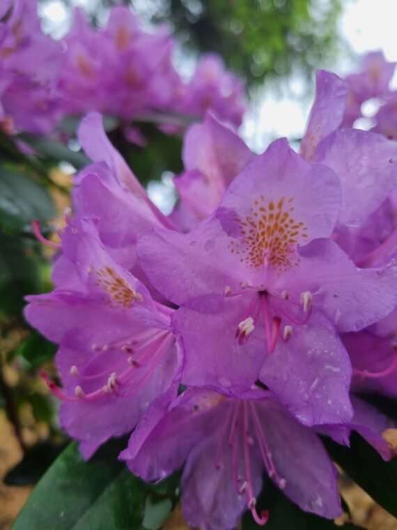 Rhododendron ‘Catawbiense Grandiflorum‘ (Rododendras)