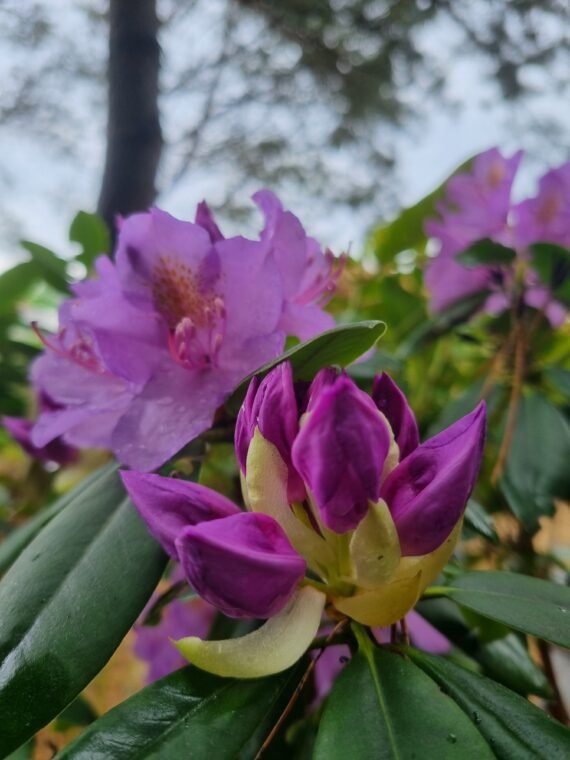 Rhododendron ‘Catawbiense Grandiflorum‘ (Rododendras)