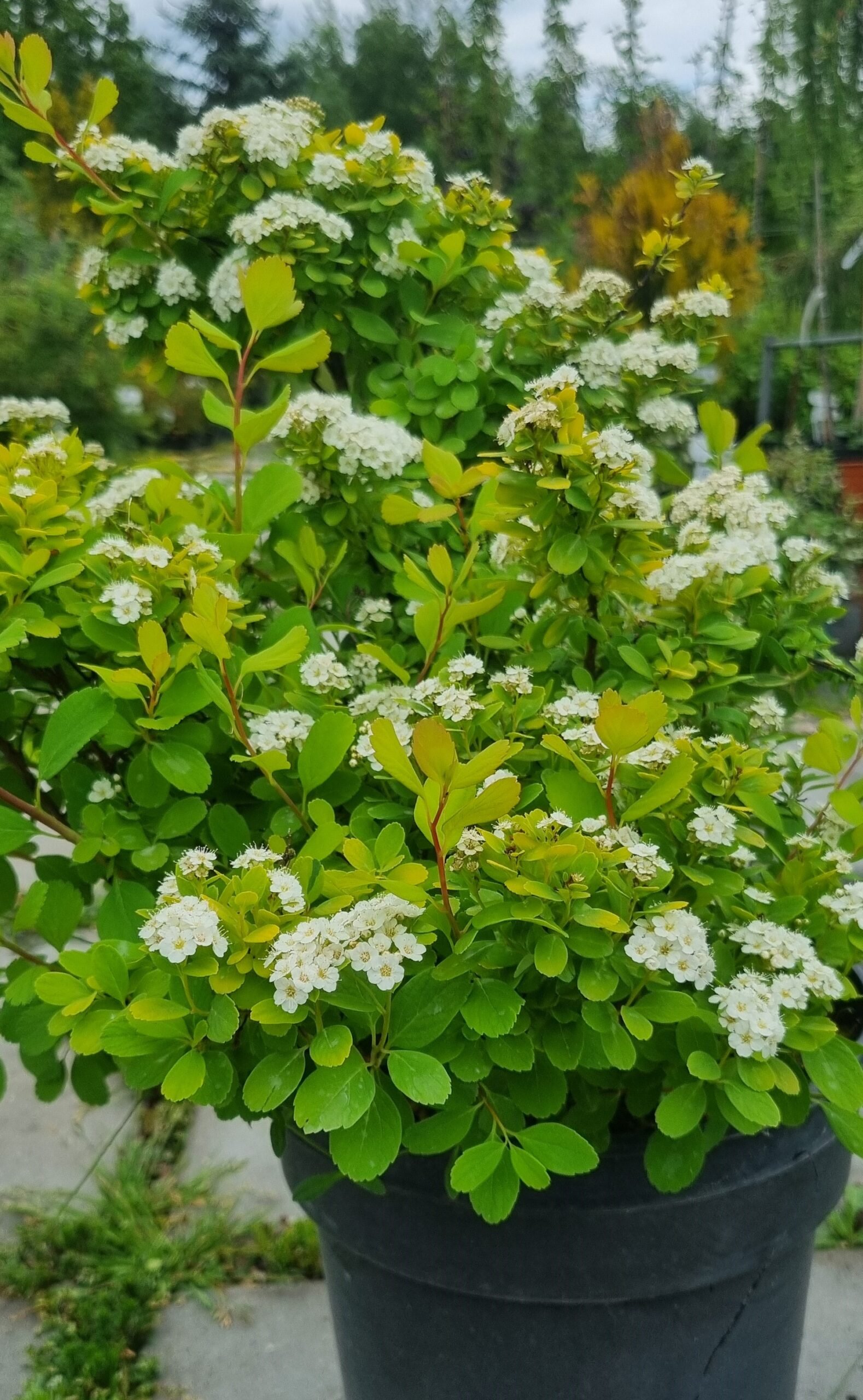 Spirea betulifolia ‘Tor Gold‘ (Lanksva beržalapė)