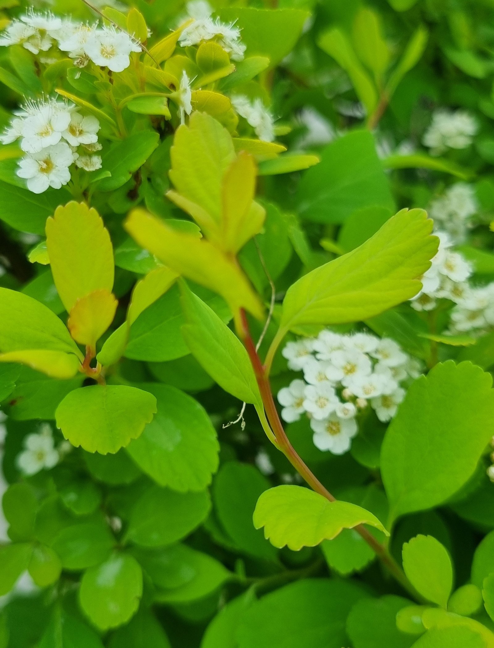 Spirea betulifolia ‘Tor Gold‘ (Lanksva beržalapė)