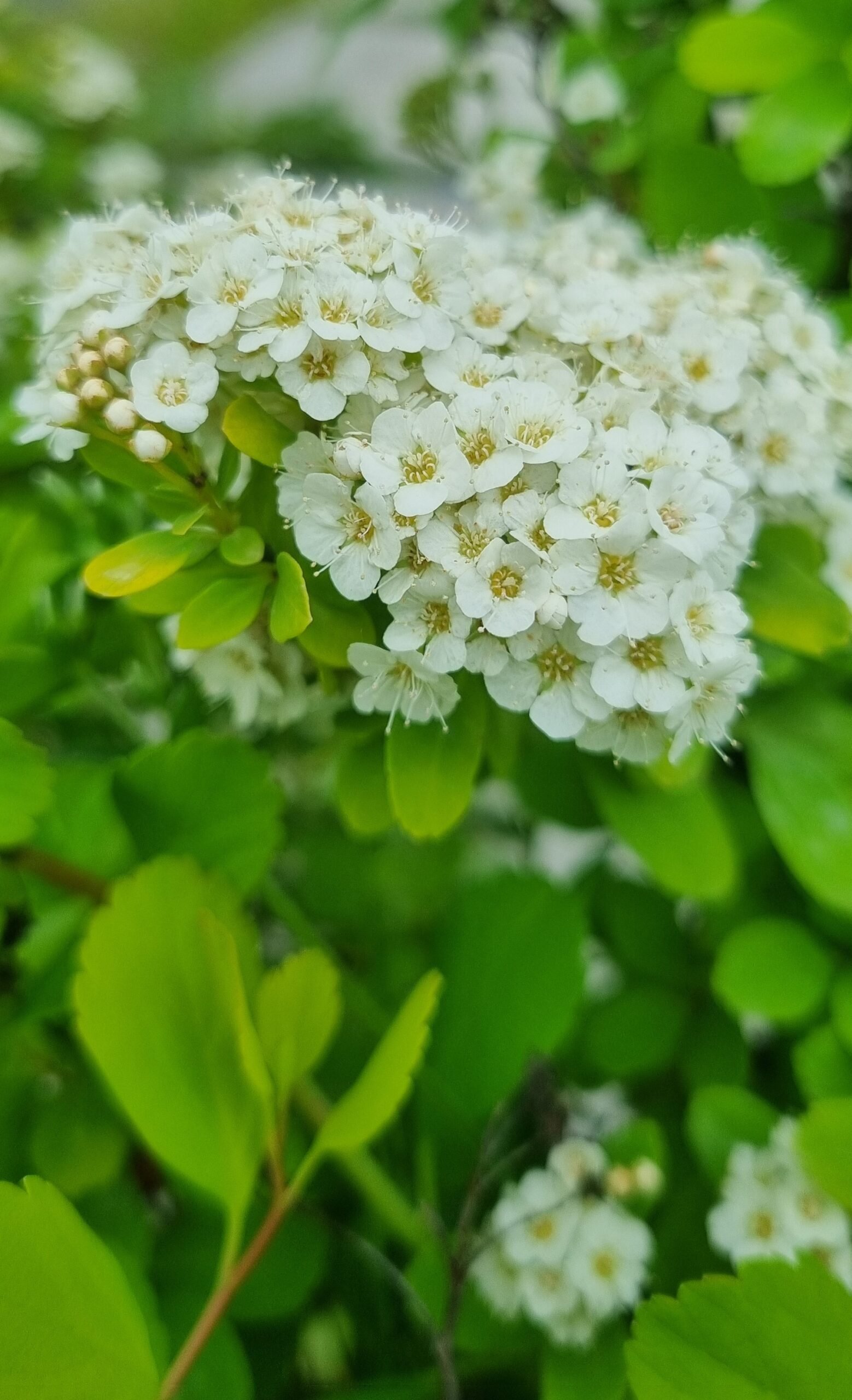 Spirea betulifolia ‘Tor Gold‘ (Lanksva beržalapė)