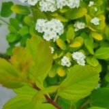 Spirea betulifolia ‘Tor Gold‘ (Lanksva beržalapė)