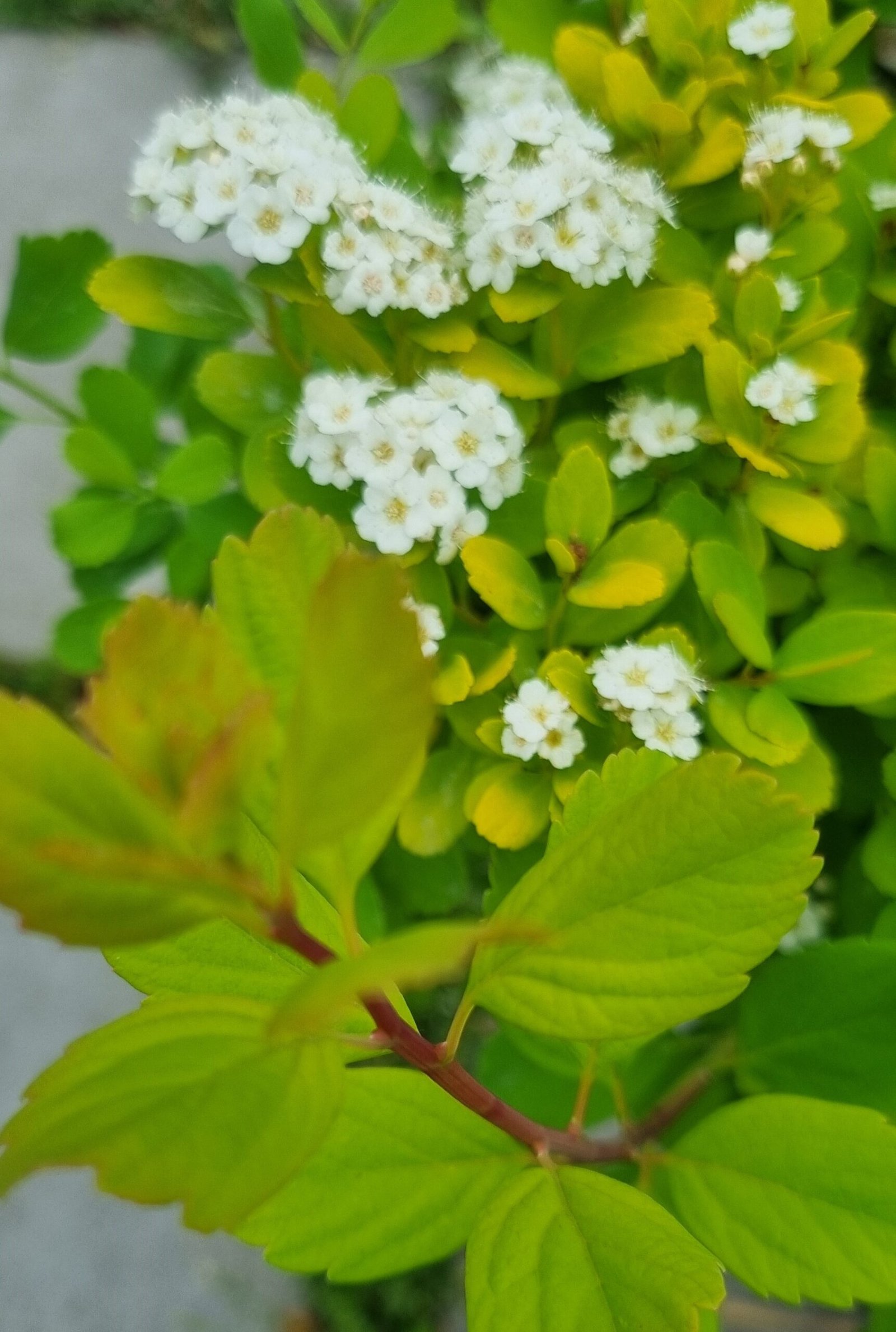Spirea betulifolia ‘Tor Gold‘ (Lanksva beržalapė)