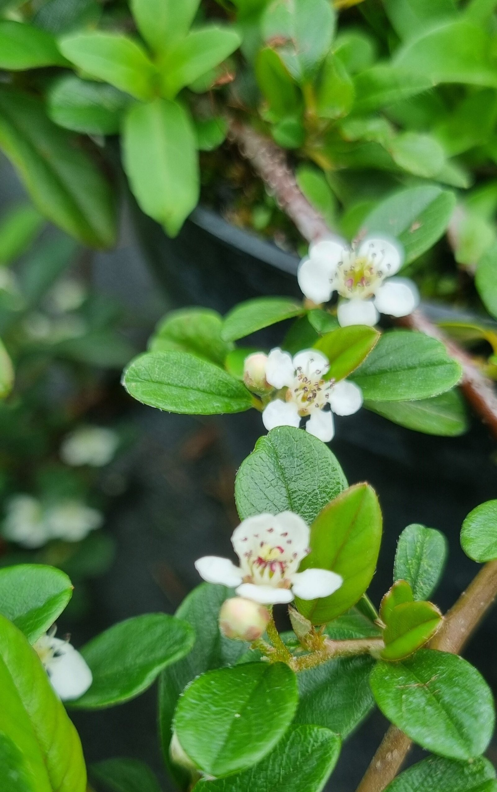 Cotoneaster dammeri ‘Major‘ (Kaulenis damerio)