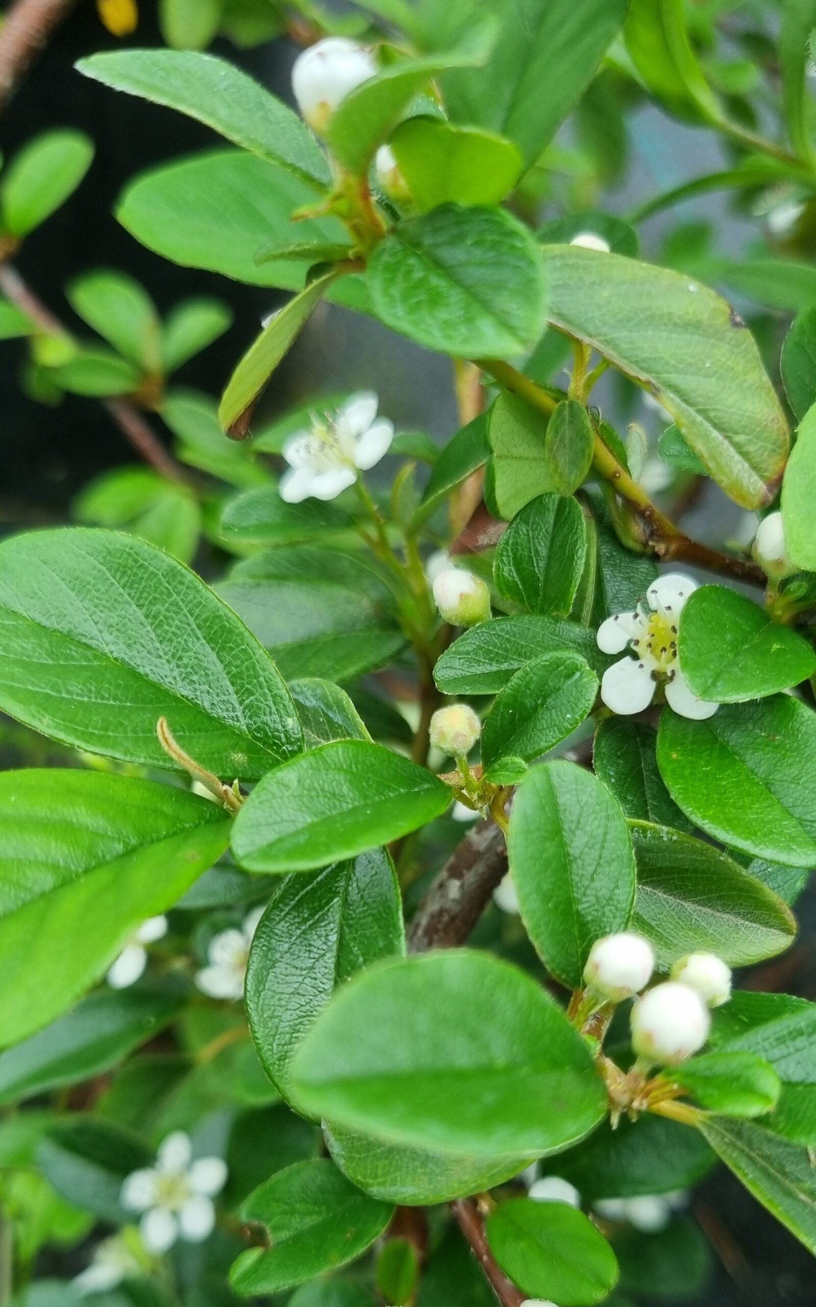 Cotoneaster dammeri ‘Major‘ (Kaulenis damerio)