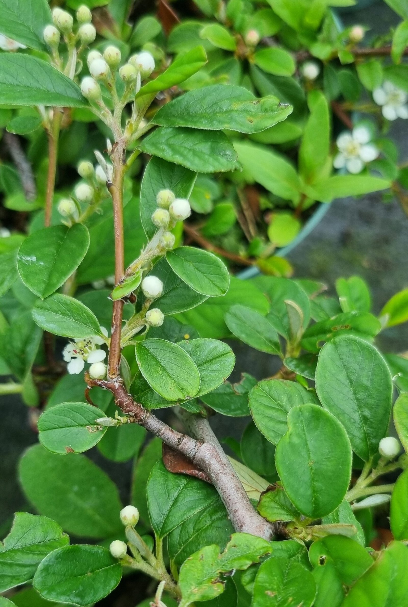 Cotoneaster dammeri ‘Major‘ (Kaulenis damerio)