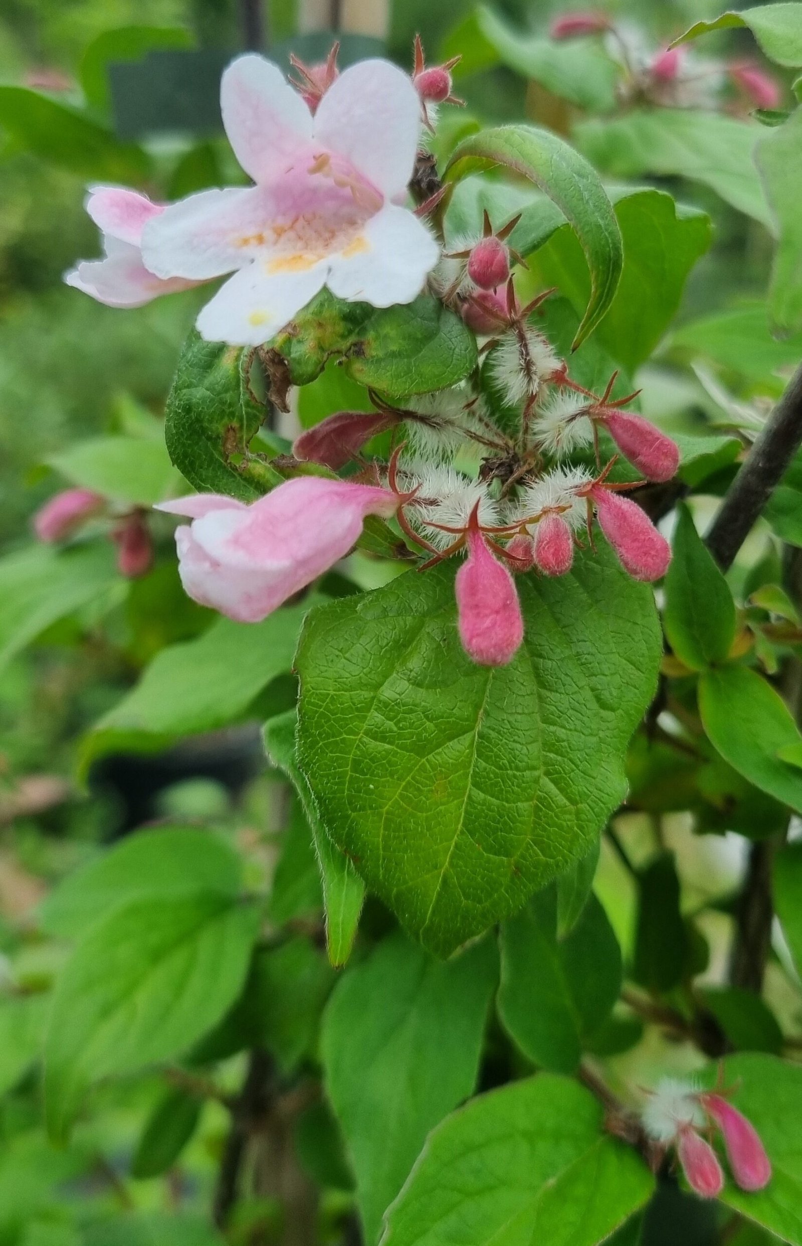 Kolkwitzia amabilis ‘Pink Cloud‘ (Kolkvitzija puošnioji)
