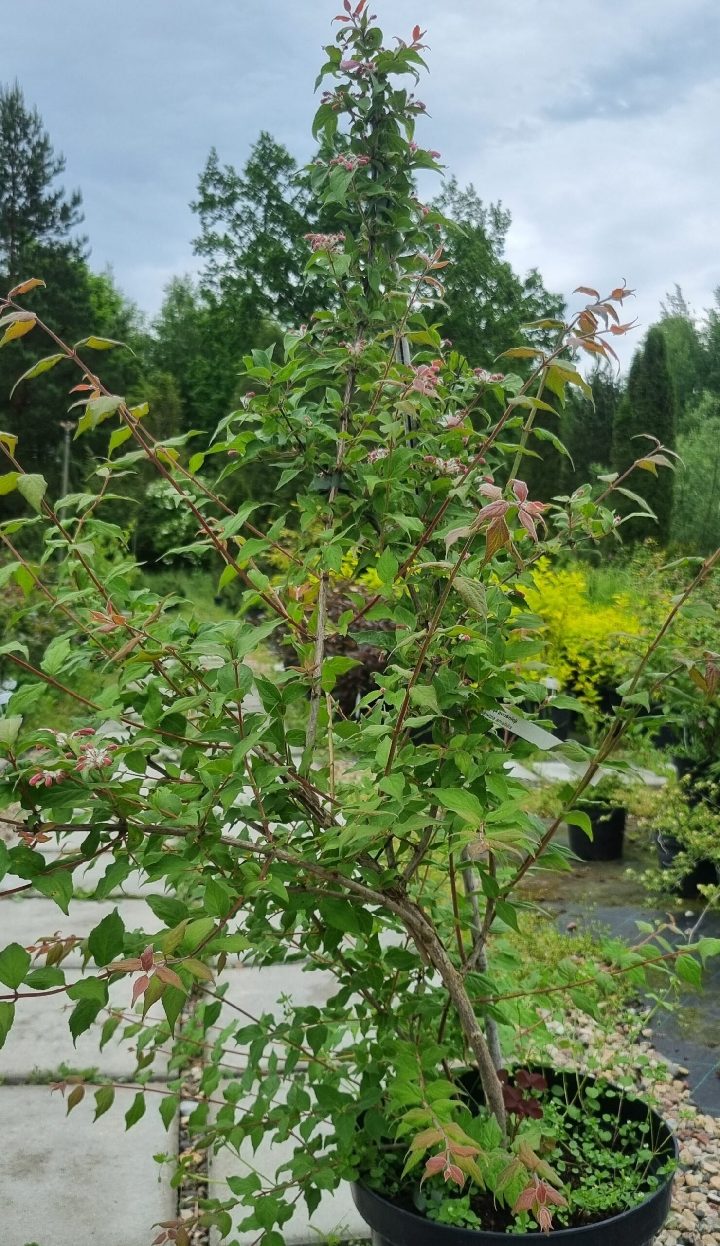 Kolkwitzia amabilis ‘Pink Cloud‘ (Kolkvitzija puošnioji)