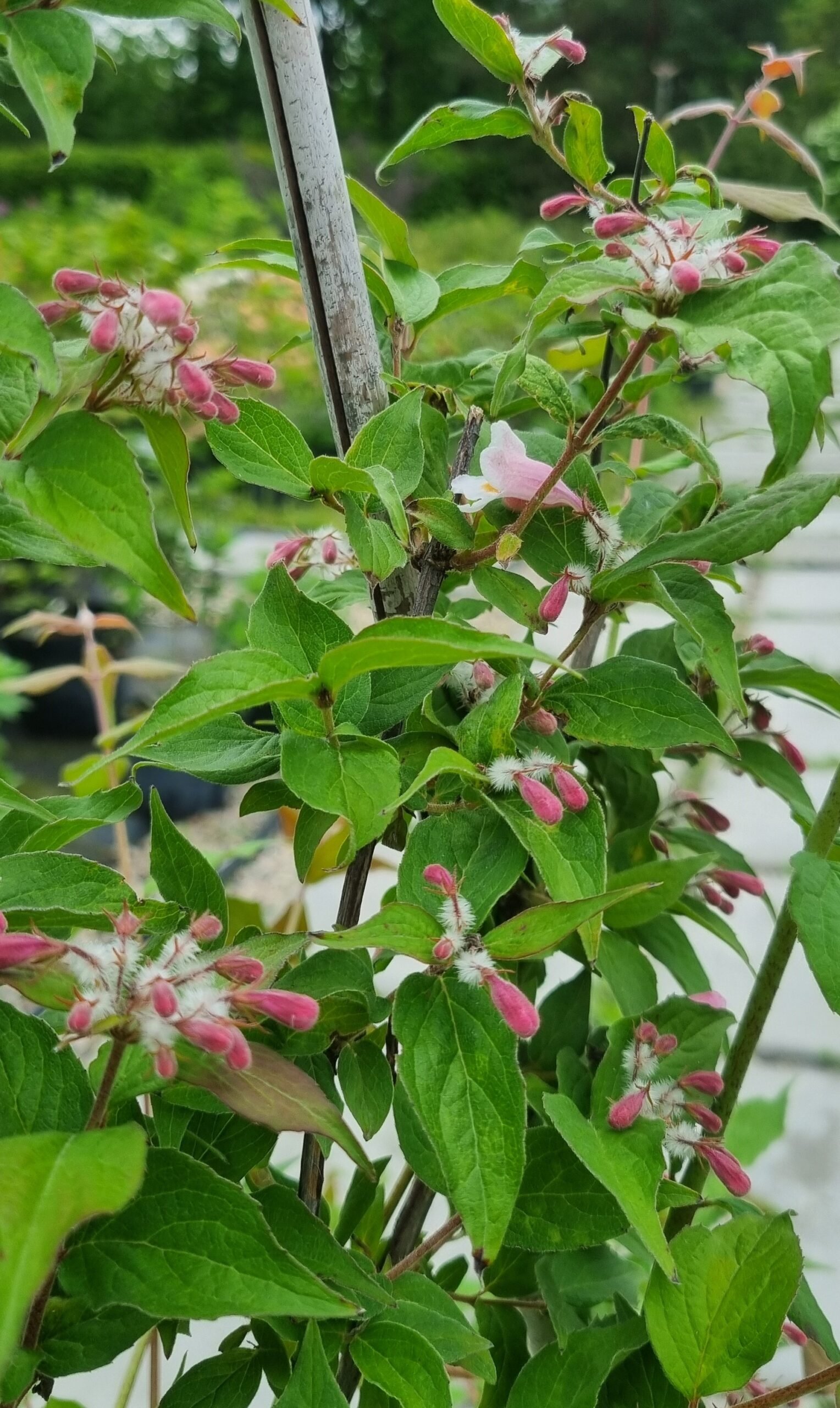Kolkwitzia amabilis ‘Pink Cloud‘ (Kolkvitzija puošnioji)