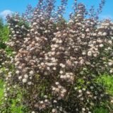Physocarpus opulifolius ‘Diabolo‘ (Pūslenis putinalapis)