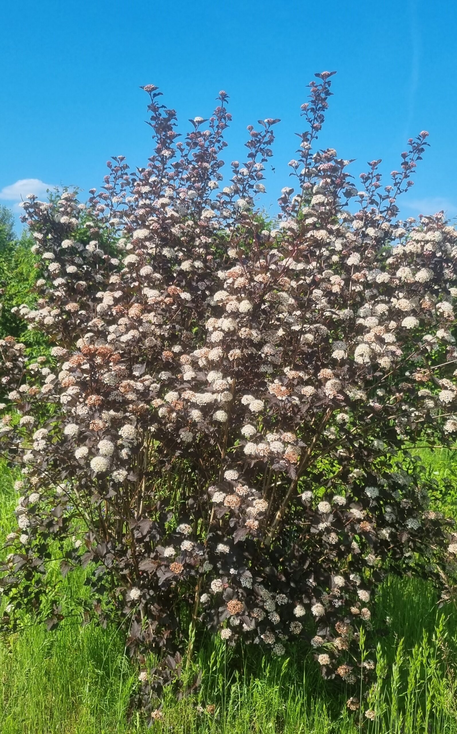 Physocarpus opulifolius ‘Diabolo‘ (Pūslenis putinalapis)