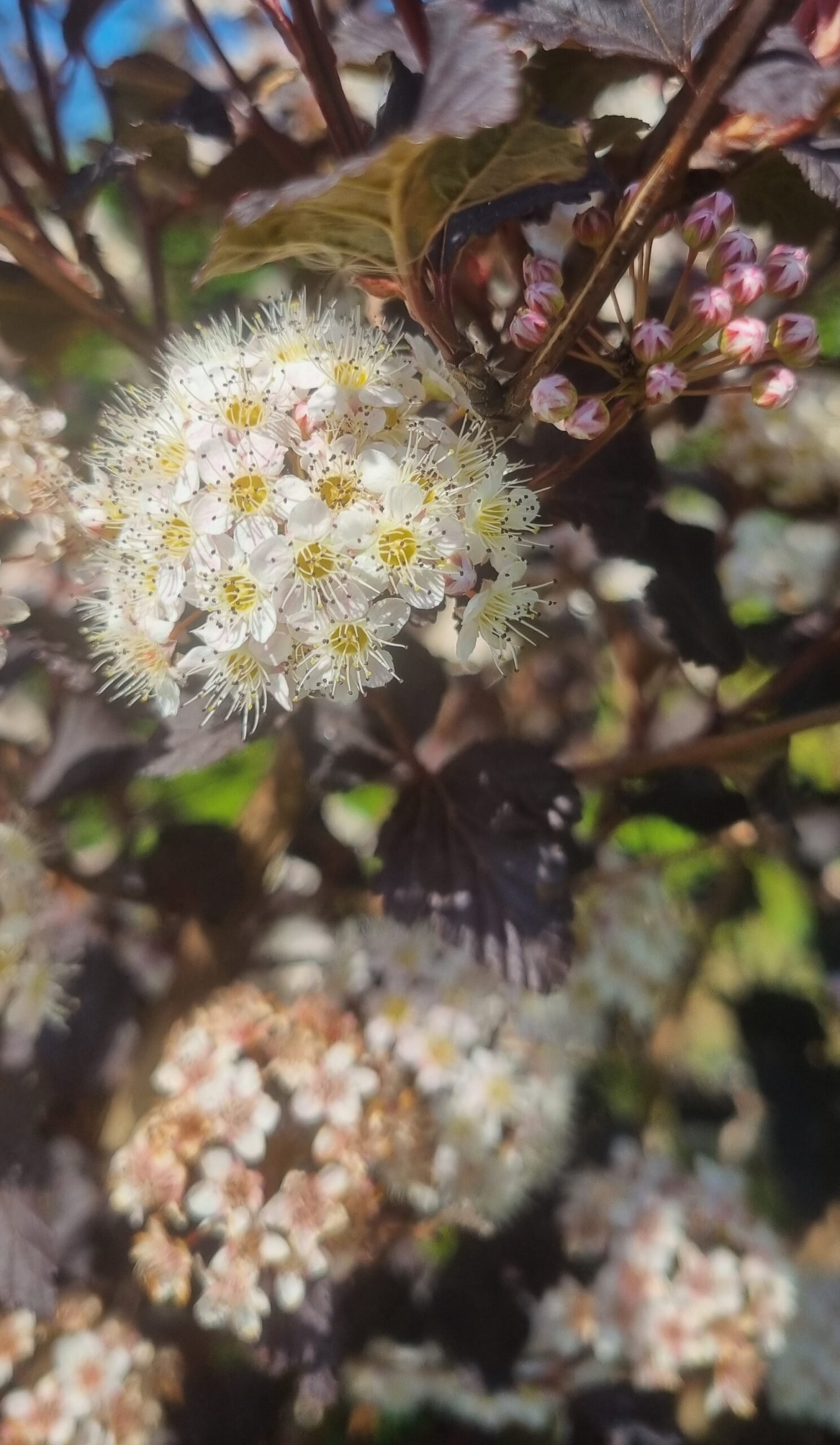 Physocarpus opulifolius ‘Diabolo‘ (Pūslenis putinalapis)