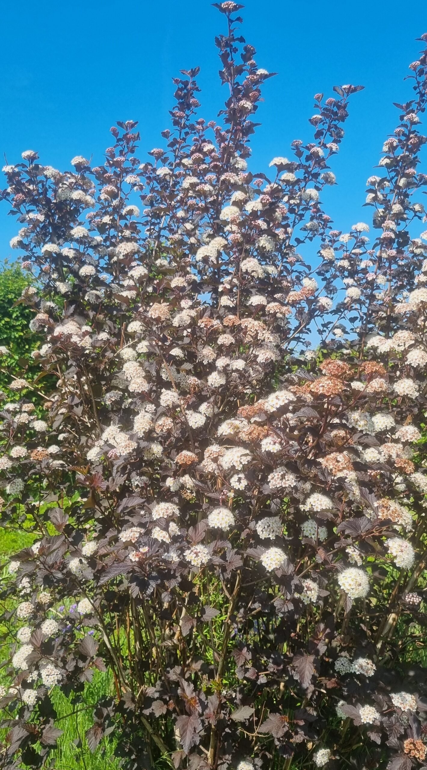 Physocarpus opulifolius ‘Diabolo‘ (Pūslenis putinalapis)