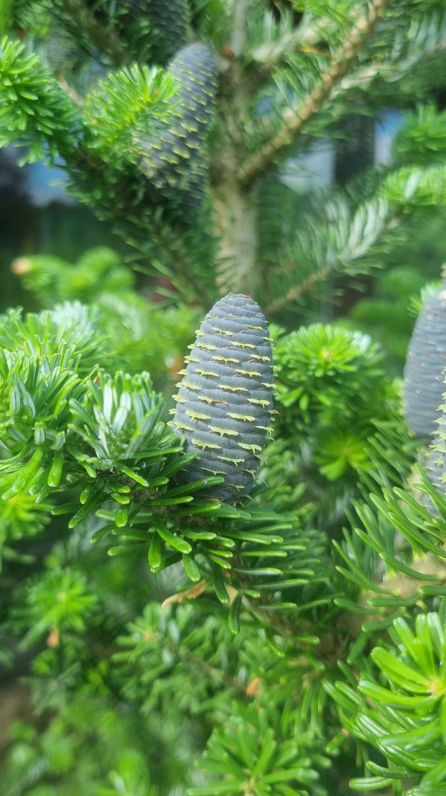 Abies koreana (Korėjinis kėnis)