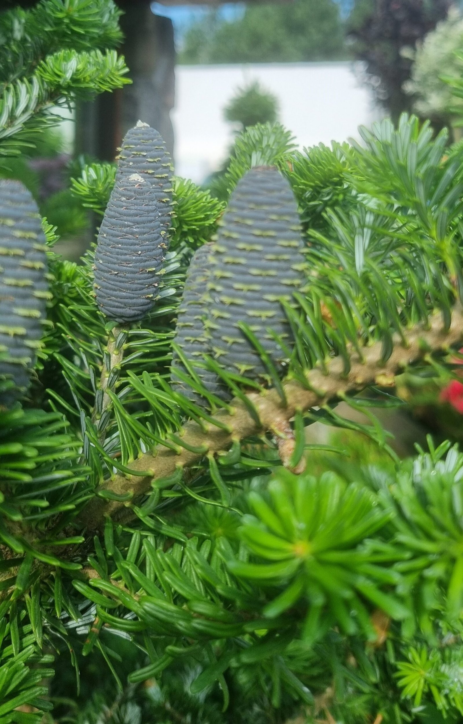 Abies koreana (Korėjinis kėnis)