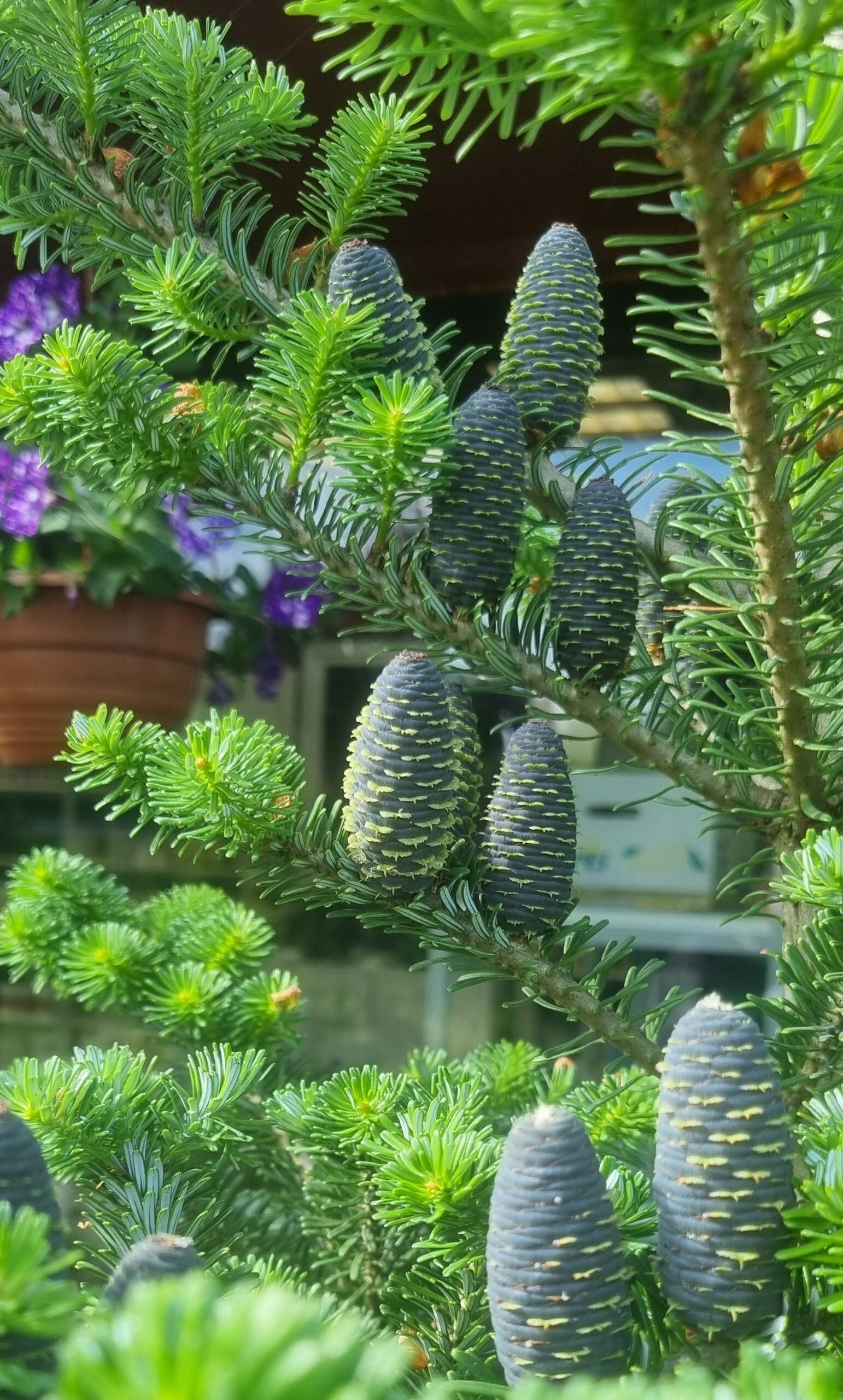 Abies koreana (Korėjinis kėnis)