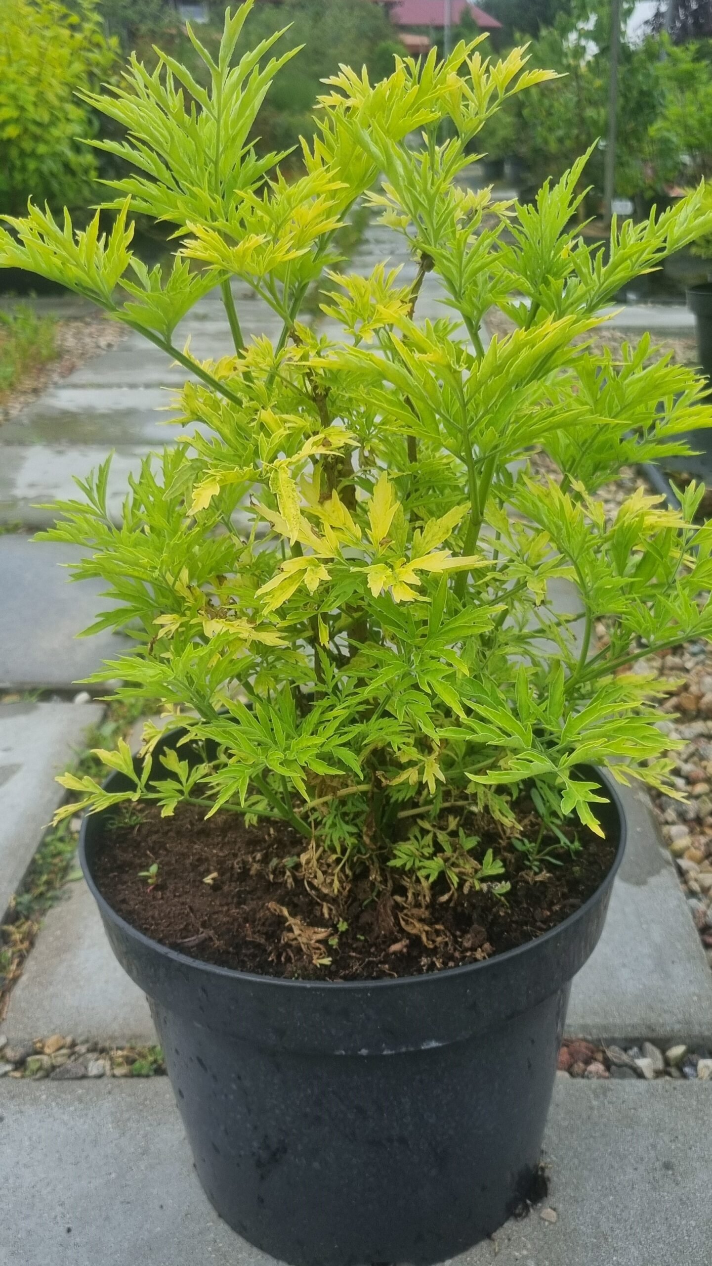 Sambucus nigra ‘Golden Tower‘ (Šeivamedis juodauogis)