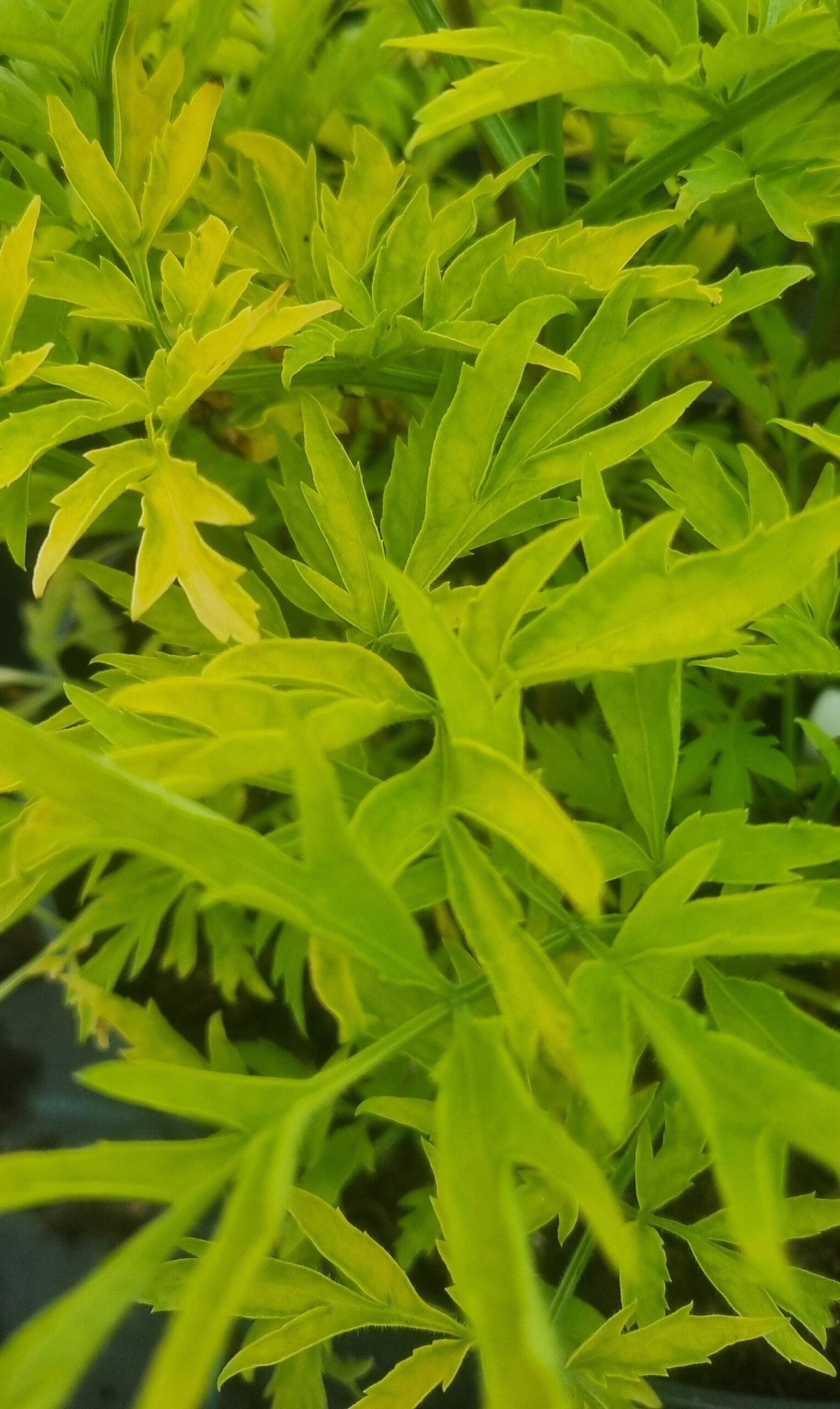 Sambucus nigra ‘Golden Tower‘ (Šeivamedis juodauogis)