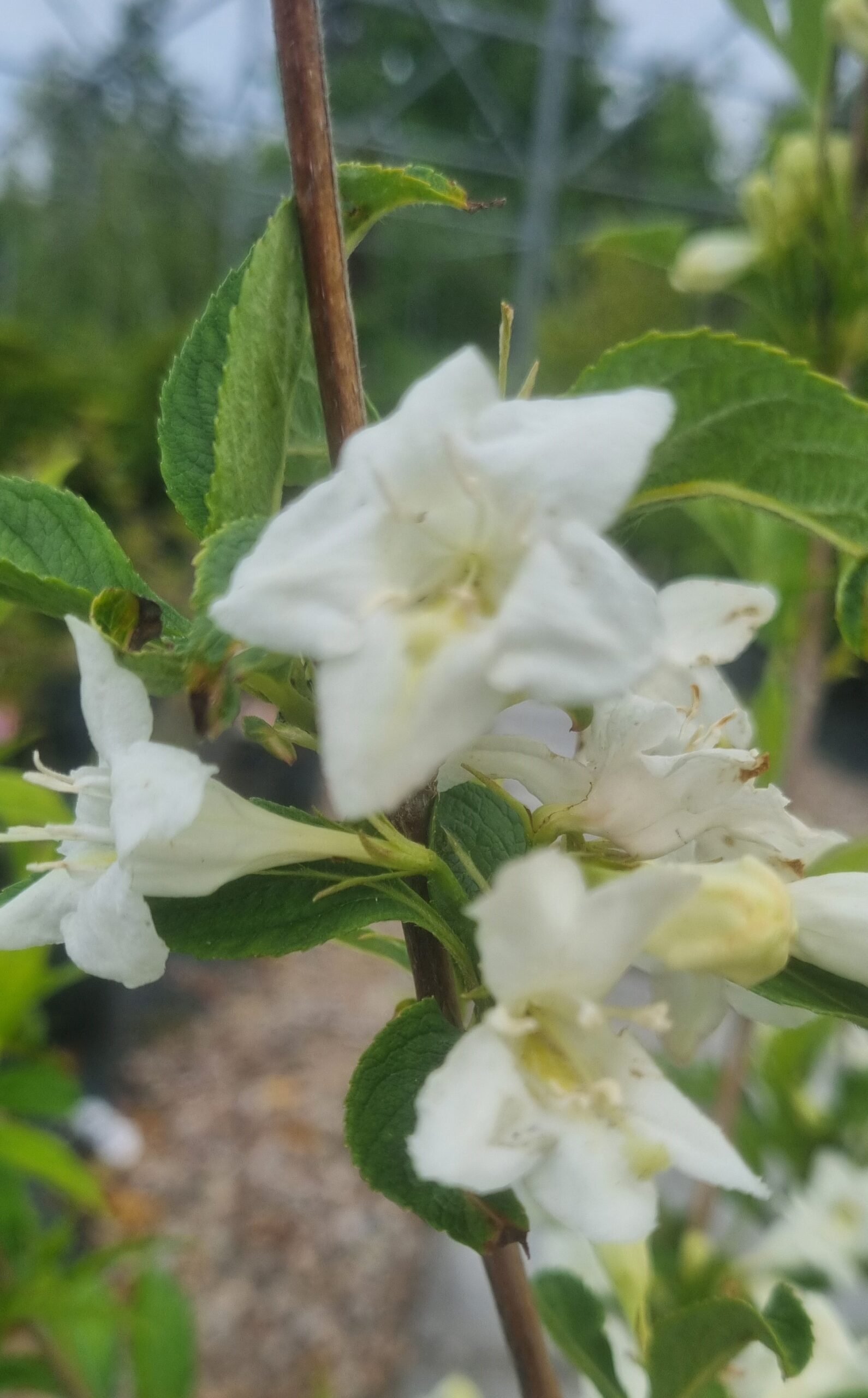 Weigela ‘Candida‘ (Veigelė)