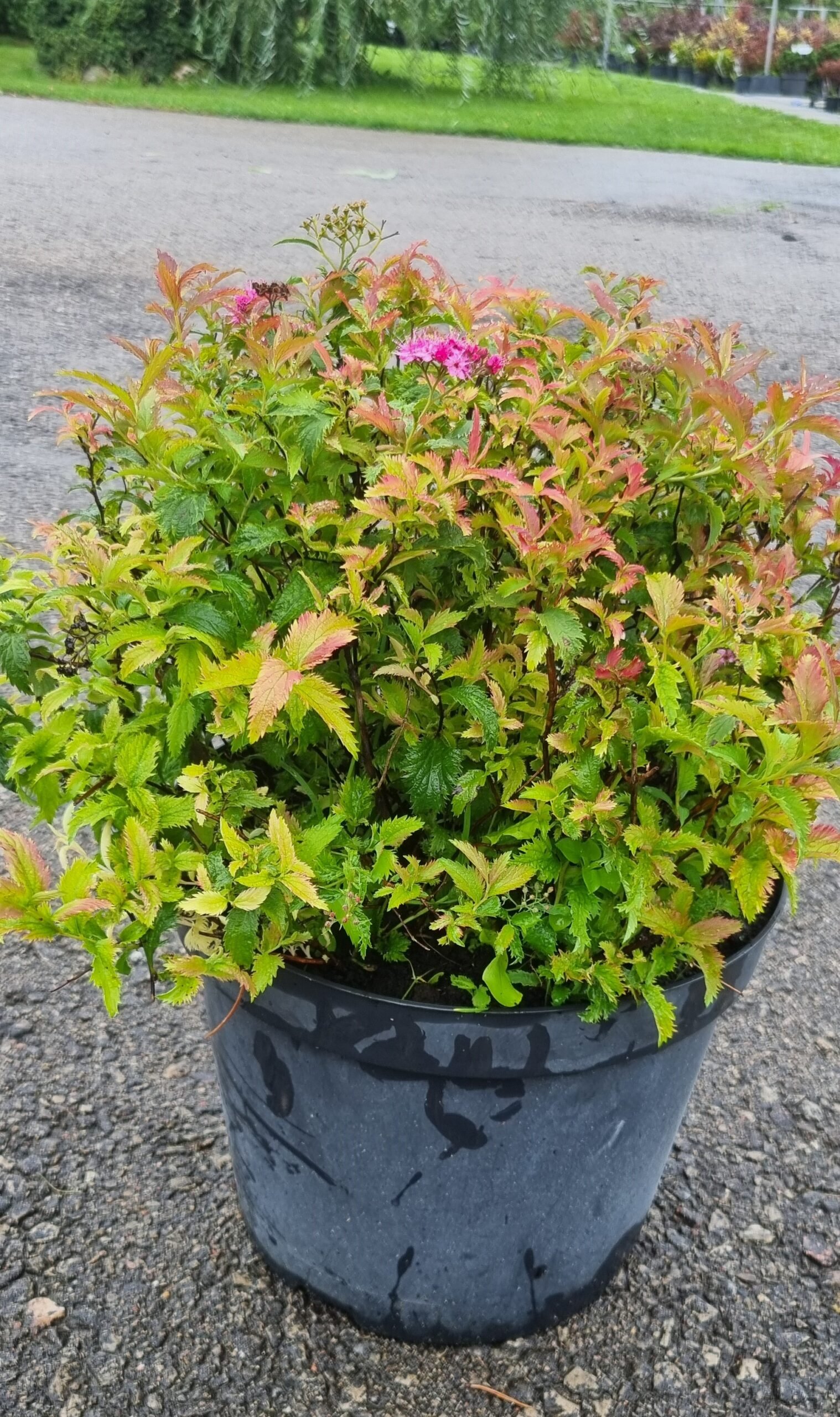 Spirea japonica ‘Crispa‘ (Lanksva japoninė)