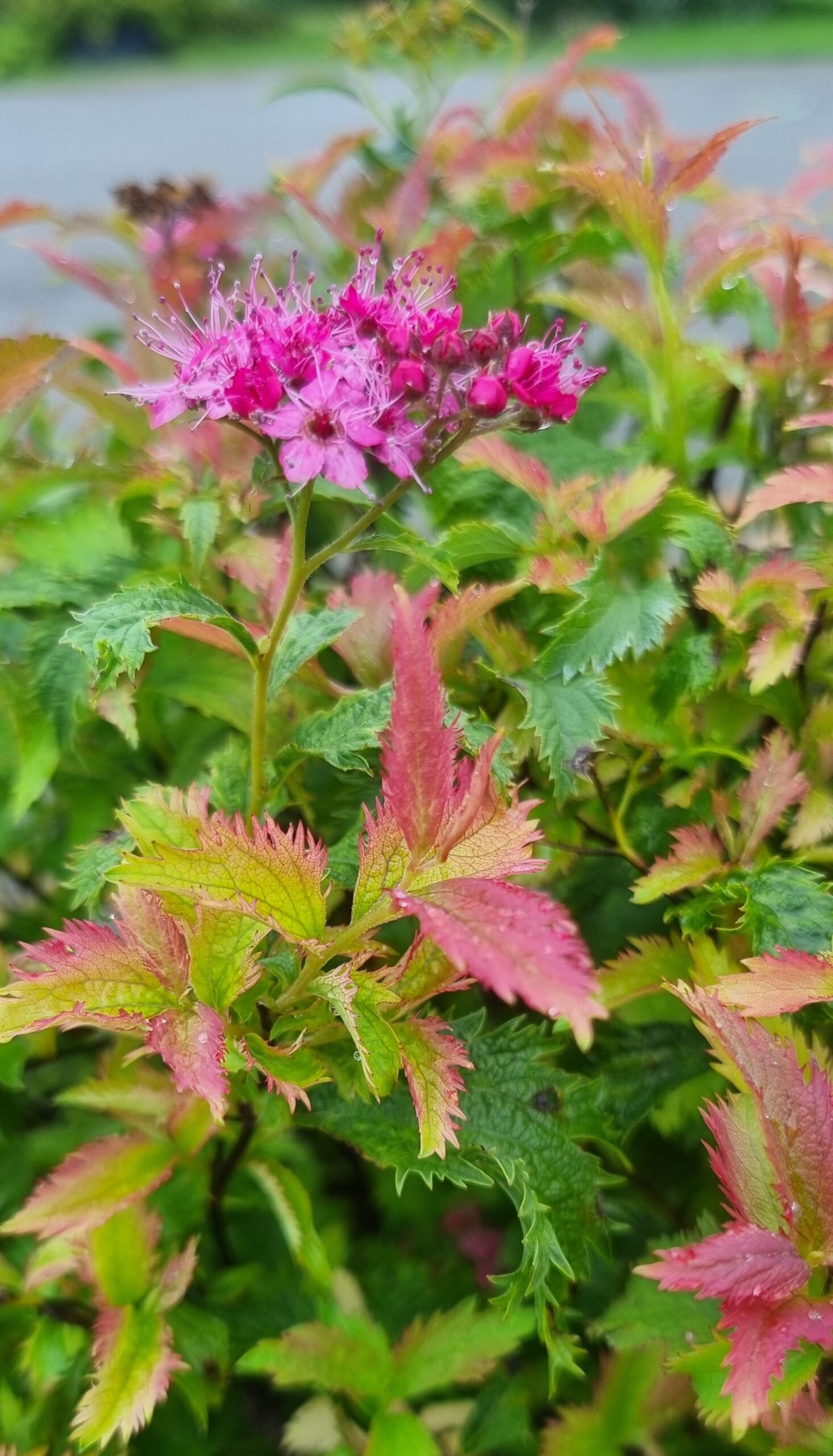 Spirea japonica ‘Crispa‘ (Lanksva japoninė)