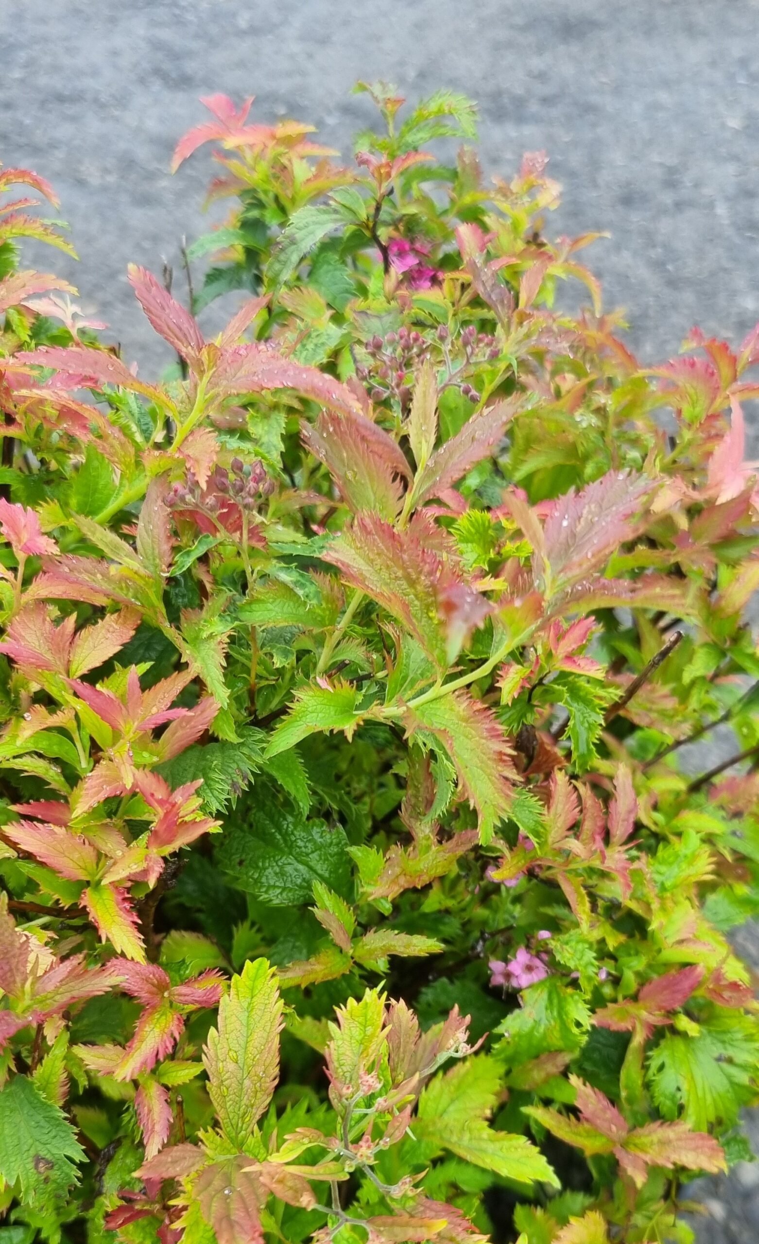 Spirea japonica ‘Crispa‘ (Lanksva japoninė)