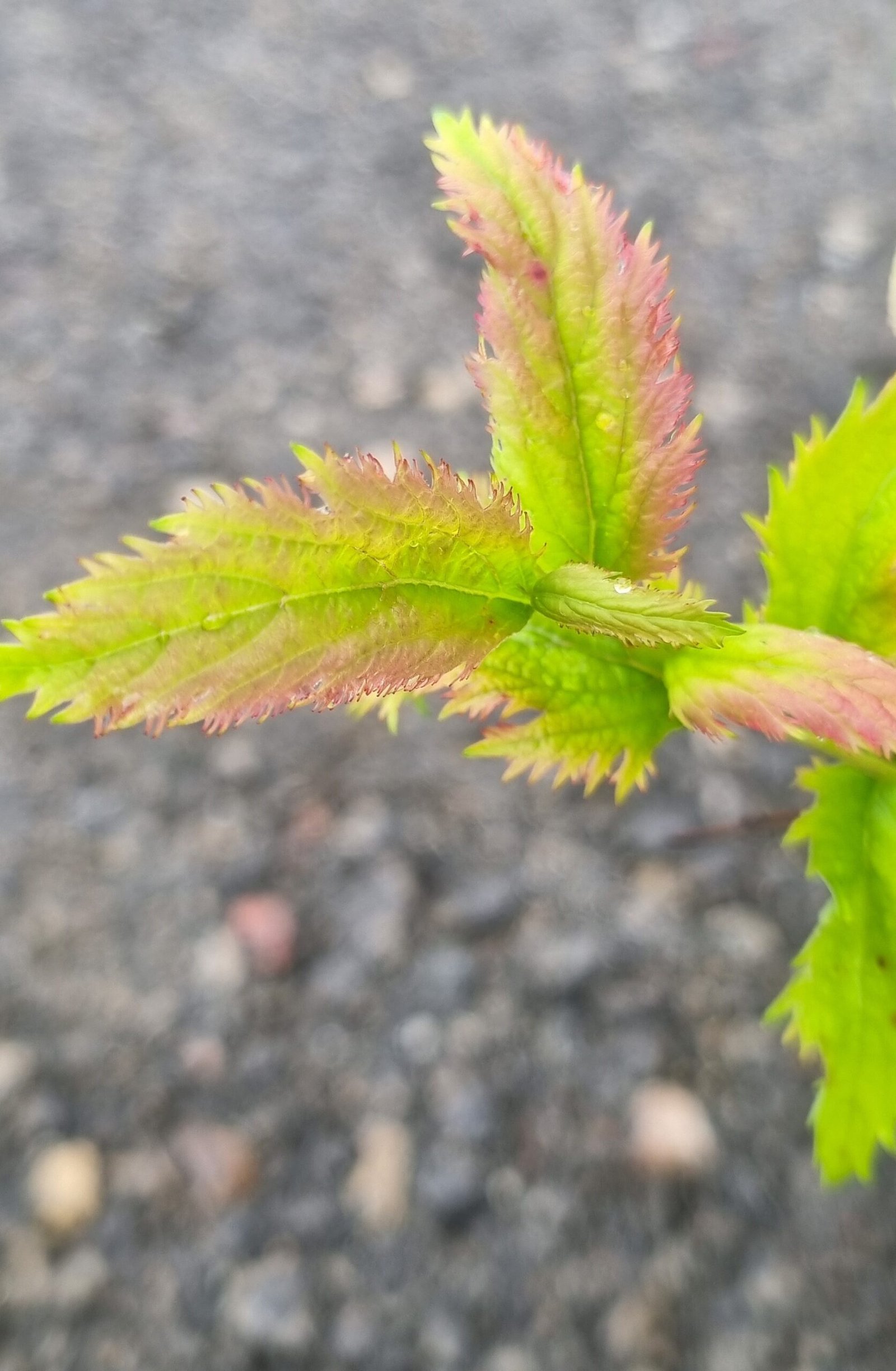 Spirea japonica ‘Crispa‘ (Lanksva japoninė)
