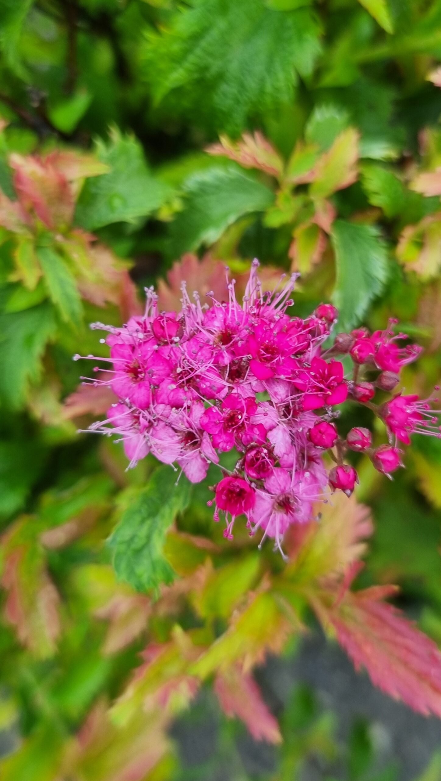 Spirea japonica ‘Crispa‘ (Lanksva japoninė)