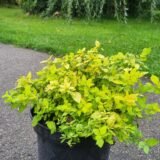 Spirea japonica ‘Golden Princess‘ (Lanksva japoninė)