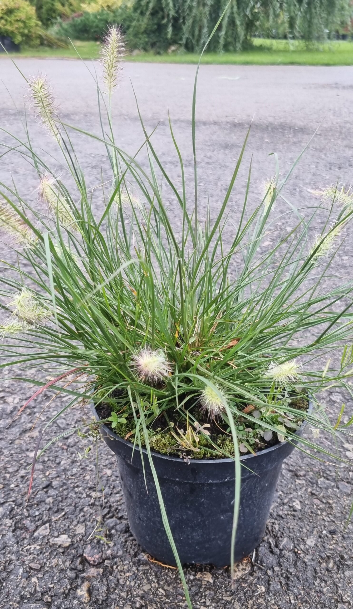 Pennisetum alopecuroides ‘Little Bunny‘ (Soruolė plaukuotoji)
