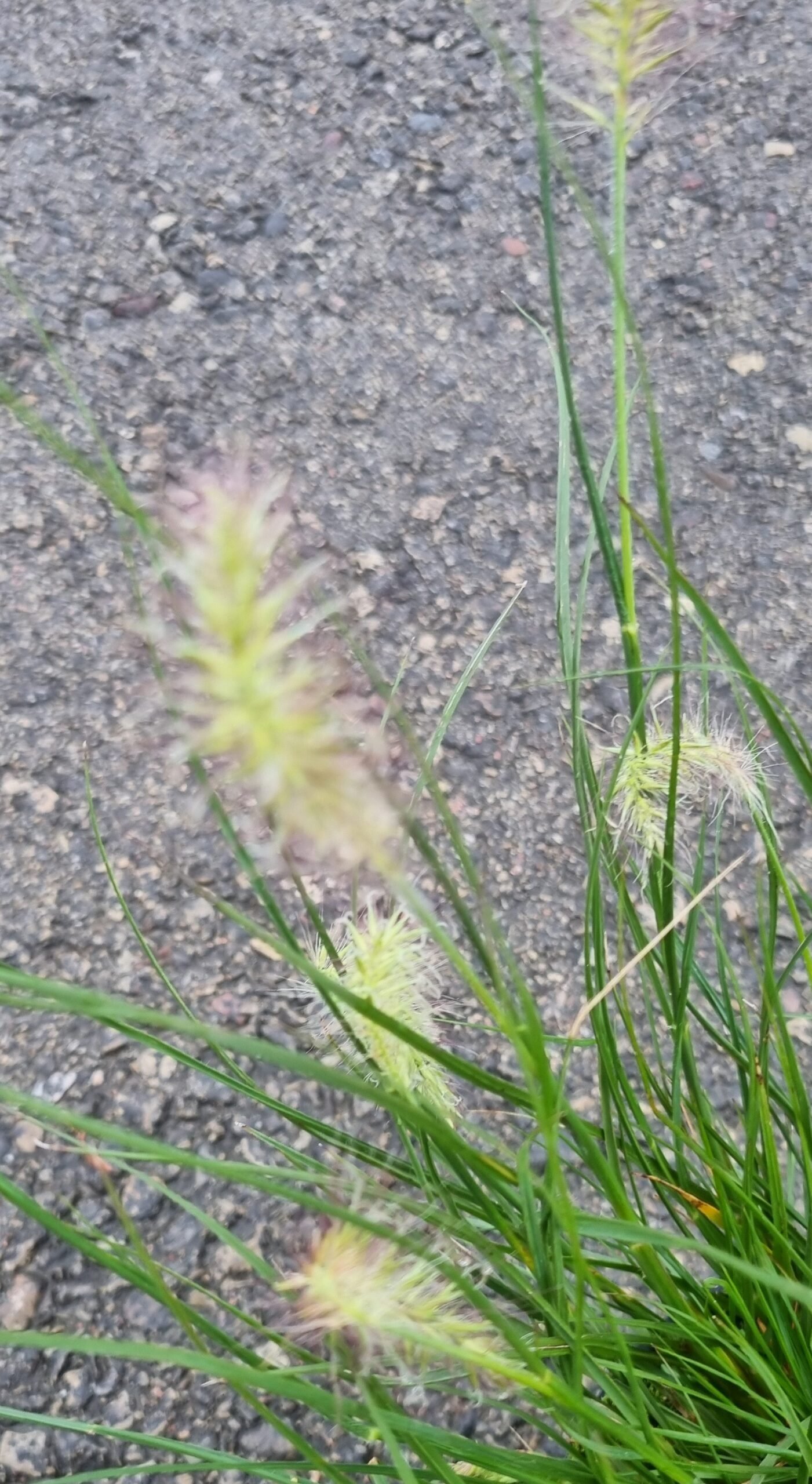 Pennisetum alopecuroides ‘Little Bunny‘ (Soruolė plaukuotoji)