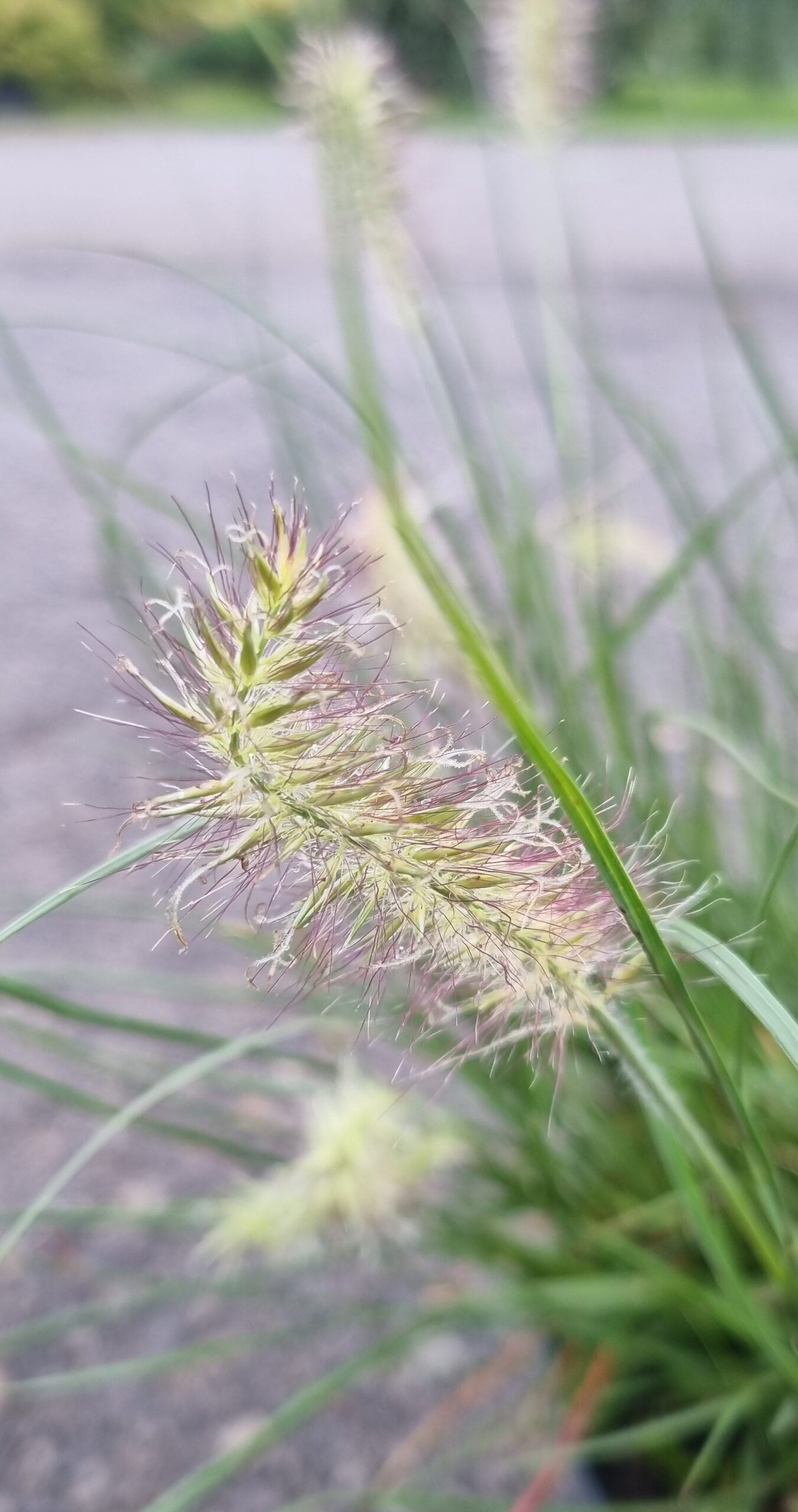 Pennisetum alopecuroides ‘Little Bunny‘ (Soruolė plaukuotoji)