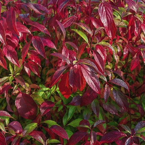 Cornus alba ‘Regnzam’ (Red Gnome)(Sedula baltoji)