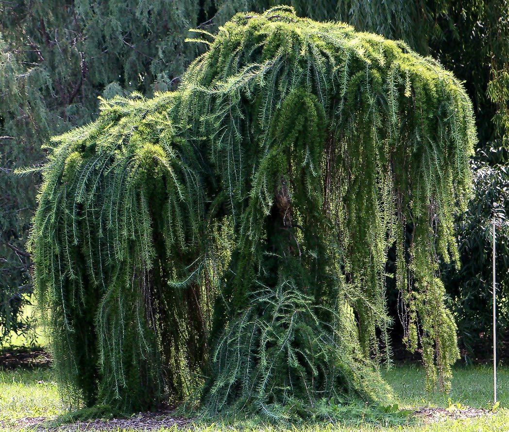 Larix kaempferi ‘Pendula‘ (Maumedis japoninis)