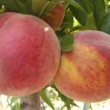 Prunus persica ‘DNIEPRO’ (Persikas)