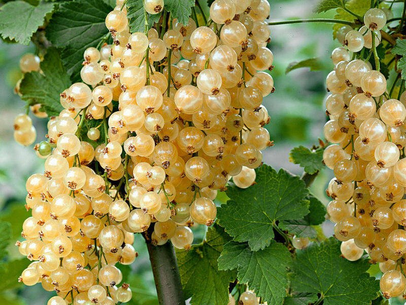 Ribes niveum ‘Baltasis iš Jutenborgo‘ (Serbentas baltažiedis)