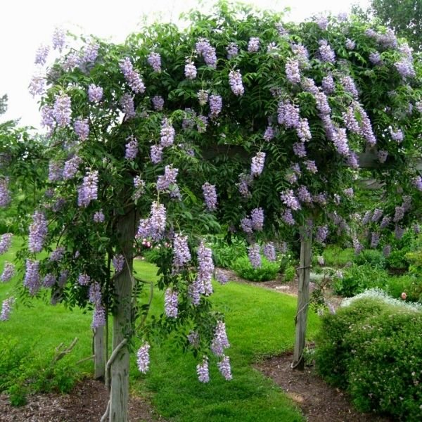 Wisteria frutescens ‘Blue Moon‘ (Visterija krūminė)