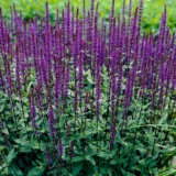 Salvia nemorosa ‘Caradonna‘ (Šalavijas gojinis)