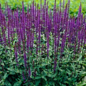 Salvia nemorosa ‘Caradonna‘ (Šalavijas gojinis)