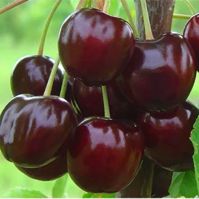 Prunus avium ‘Meelika‘ (Trešnė paprastoji)