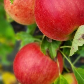 Malus domestica ‘Ilma’ (Obelis naminė)