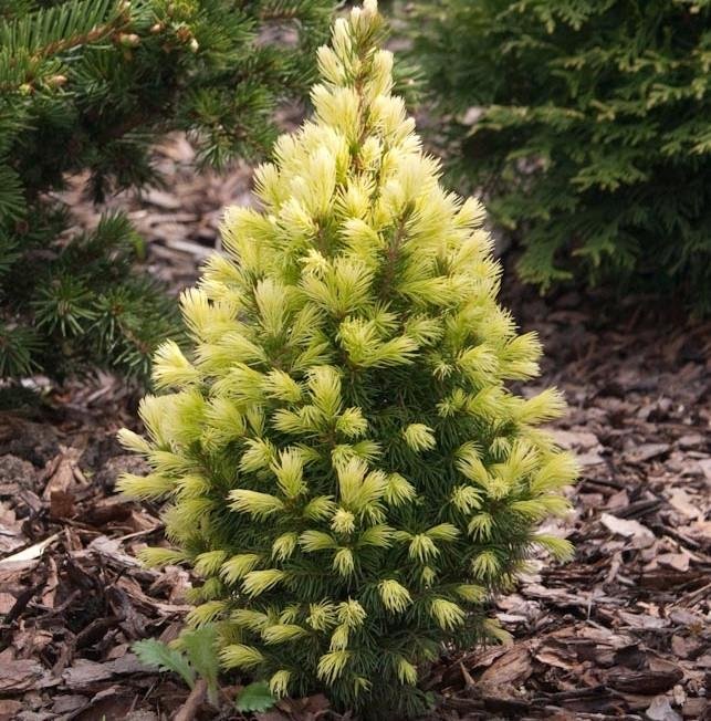 Picea glauca ‘Daisy‘s White‘ (Eglė baltoji)
