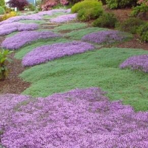Thymus praecox ‘Pygmaeus’ (čiobrelis ankstyvasis)