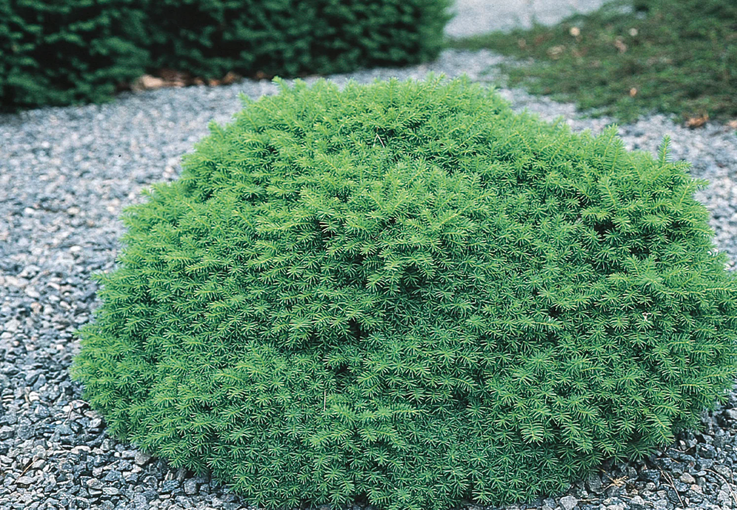Picea abies ‘Little Gem‘ (Eglė paprastoji)