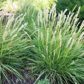 Sesleria autumnalis (mėlitas rudeninis)