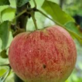 Malus domestica ‘Anite’ (Obelis naminė)