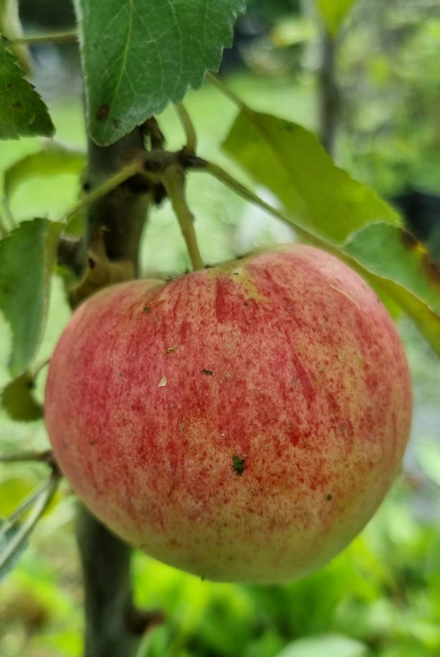 Malus domestica ‘Anite’ (Obelis naminė)